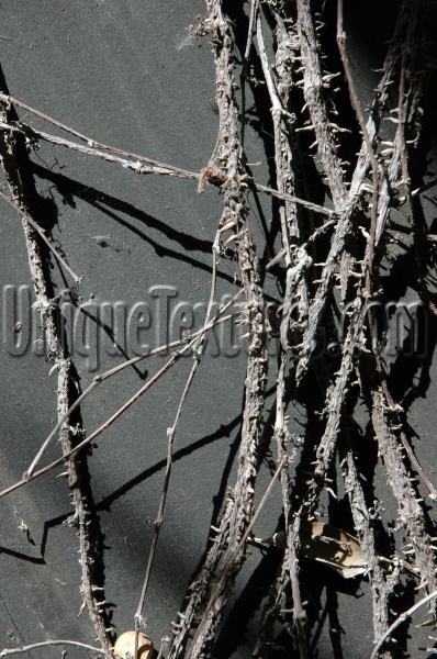 roots/twigs random tree/plant dark brown gray