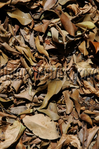 leaves random dead natural   tree/plant dark brown