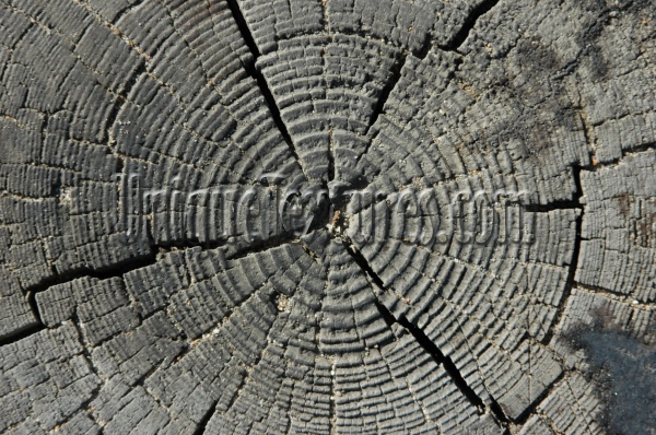 gray wood miscellaneous weathered grooved round pattern