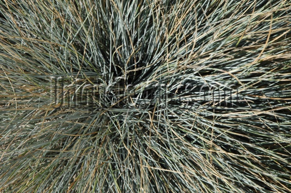 gray grass natural random