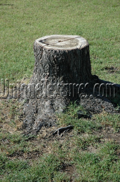 green gray tree/plant wood natural dead round oval