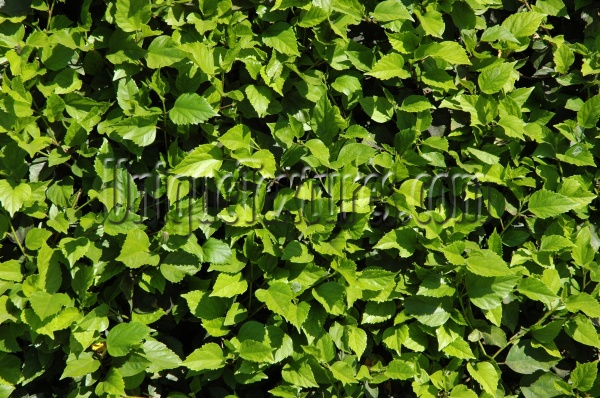 green tree/plant natural shadow random