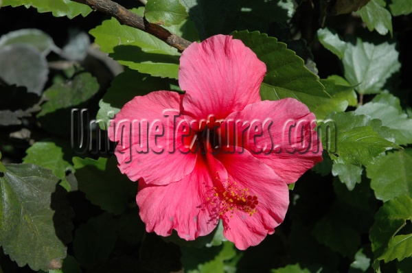 pink flowers natural random