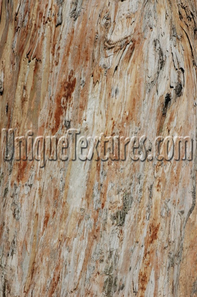 tan/beige tree/plant natural cracked/chipped vertical bark