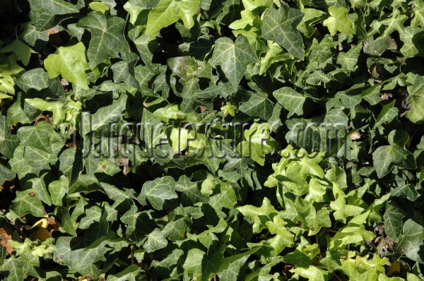 shadow natural random tree/plant green 