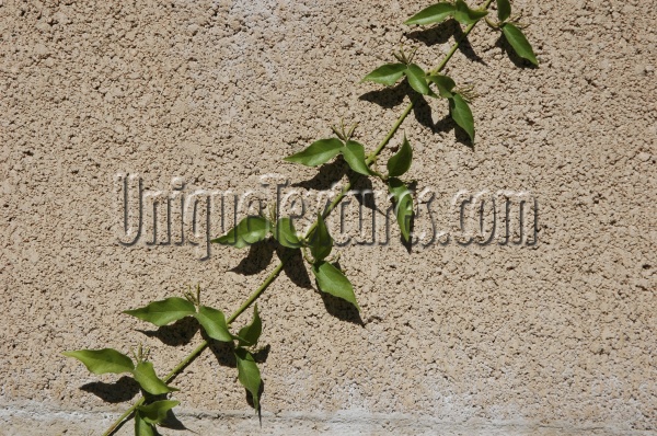 wall angled shadow architectural natural brick tree/plant tan/beige green