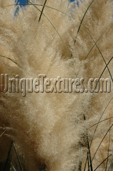 tan/beige tree/plant natural furry leaves