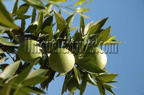 green tree/plant food natural agricultural round