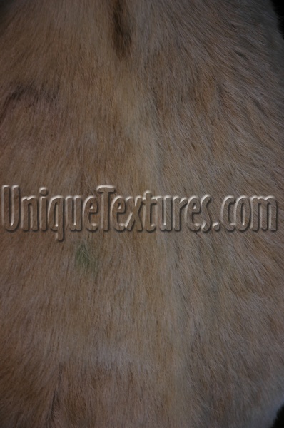 random furry agricultural natural animal dark brown