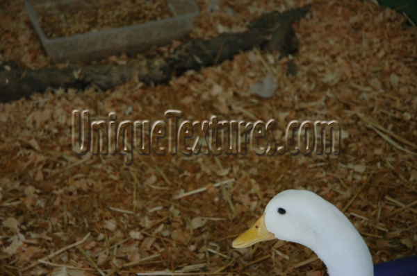 white animal natural agricultural furry curves