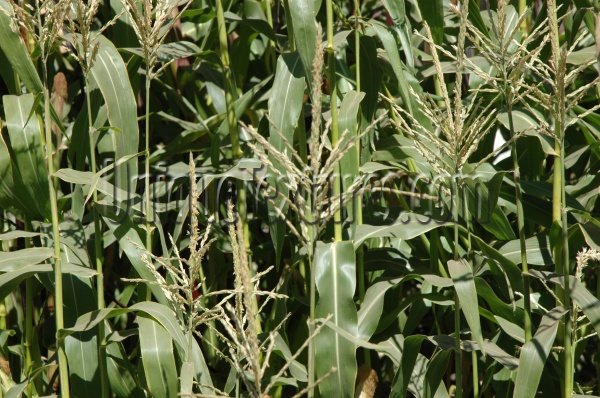 green tree/plant food agricultural random leaves