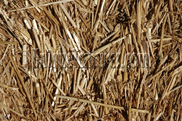 tan/beige grass agricultural dead random