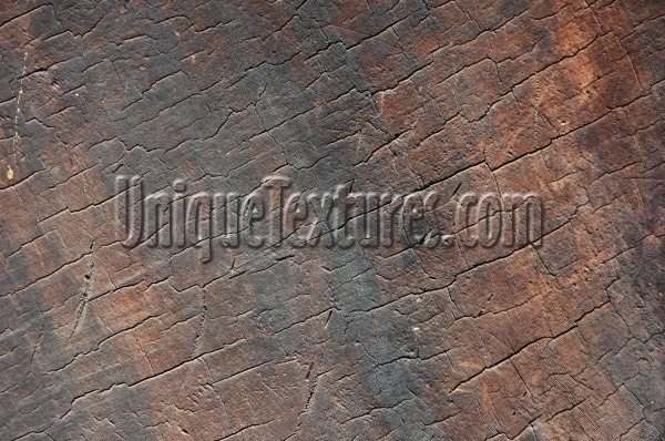 cracked/chipped weathered natural wood tree/plant dark brown
