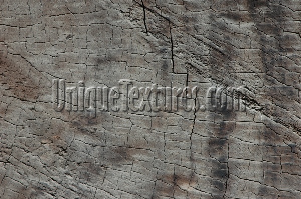 gray tree/plant wood natural architectural bleached weathered cracked/chipped random