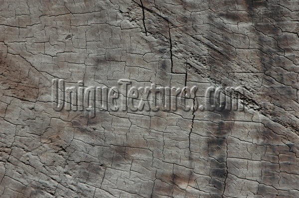 gray tree/plant wood natural architectural bleached weathered cracked/chipped random