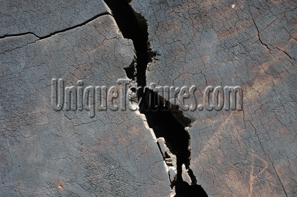 random cracked/chipped weathered natural wood tree/plant dark brown