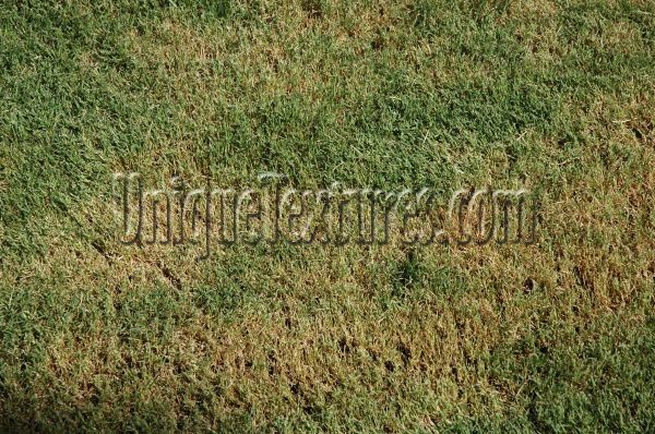 green tan/beige grass natural architectural random floor