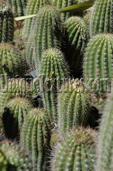 green tree/plant natural random oblique leaves