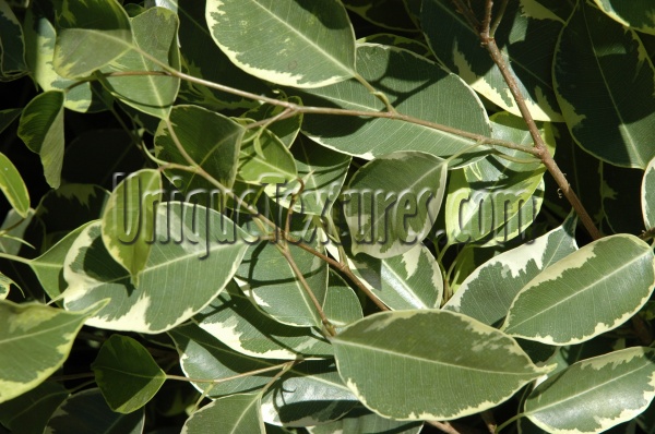 green tree/plant natural random leaves
