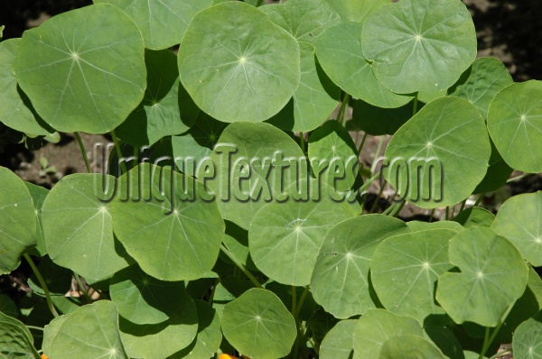 green tree/plant natural round leaves