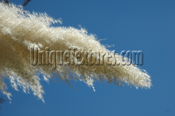 white tree/plant furry random leaves