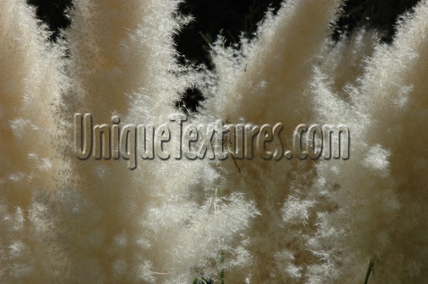 white tree/plant natural furry random leaves