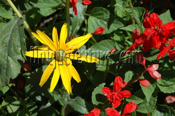 yellow flowers natural random