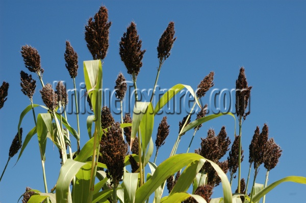 leaves  random agricultural tree/plant green