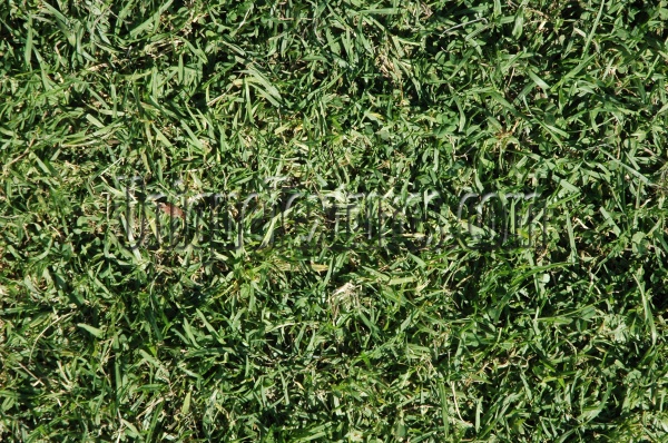 floor random natural grass green