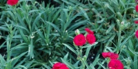 flowers natural leaves