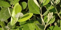 green tree/plant natural random leaves 