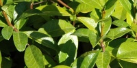 leaves random natural tree/plant green