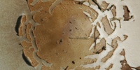 cracked/chipped random natural miscellaneous tree/plant tan/beige   