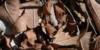 leaves floor random dead natural tree/plant dark brown  