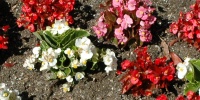 random natural oblique flowers multicolored  