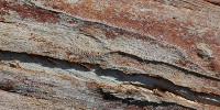 bark random cracked/chipped weathered natural wood tree/plant dark brown  