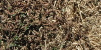floor random dead natural grass dark brown  