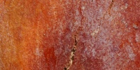 bark random natural wood tree/plant red      