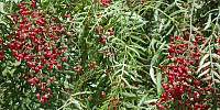 leaves natural tree/plant multicolored green