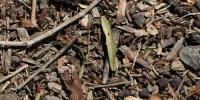 bark roots/twigs floor random dead natural wood grass dark brown  