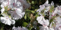 natural flowers multicolored white green