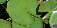 round wet natural liquid tree/plant green leaves         