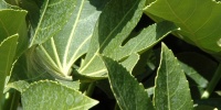 leaves random natural tree/plant green