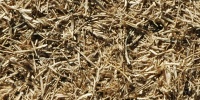 floor random dead natural grass tan/beige  