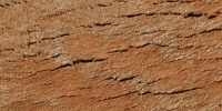 bark cracked/chipped weathered natural tree/plant tan/beige    