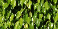 leaves random natural tree/plant green  