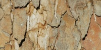 bark random cracked/chipped natural tree/plant tan/beige  