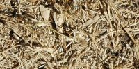 floor random dead natural grass tan/beige  