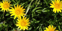 random natural flowers multicolored green