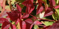 leaves random natural tree/plant vibrant multicolored red   